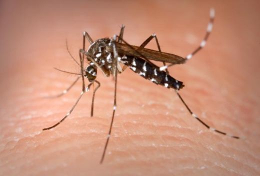 Ministro confirma surto de dengue no Brasil