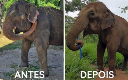 Imagem que mostra o antes e depois da elefanta Lady chama a atenção de internautas