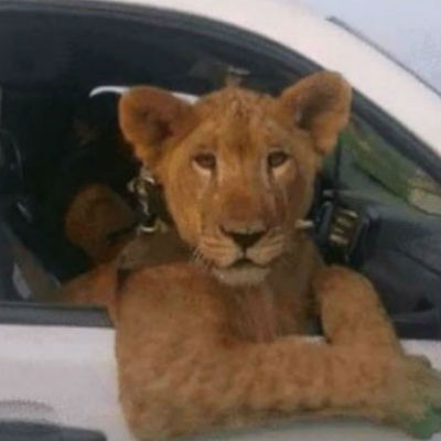 VEJA VÍDEO- CORAJOSO IRRESPONSÁVEL: Motorista é flagrado dirigindo com leoa no carro