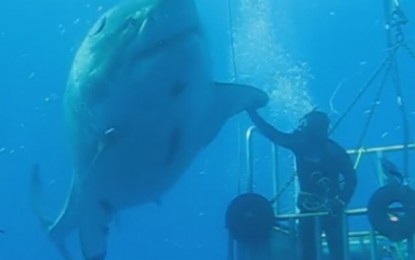 VEJA VÍDEO– SURPREENDENTE: Pesquisador flagra tubarão branco com mais de 5m durante mergulho