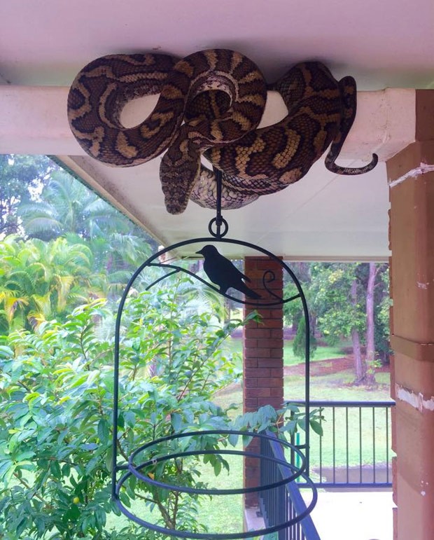Cobra se esconde em sacada à espera de suas presas na Austrália