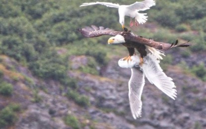 PARA SALVAR A PARCEIRA: Fotógrafo registra briga espetacular de águia com gaivotas.