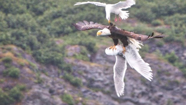 PARA SALVAR A PARCEIRA: Fotógrafo registra briga espetacular de águia com gaivotas.
