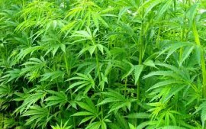 POLÊMICA: Estudo aponta que planta da maconha pode ajudar a tratar fraturas