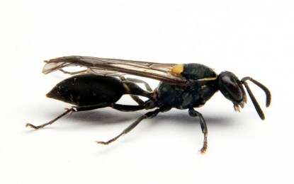 Estudo mostra como veneno de vespa brasileira pode matar células de câncer