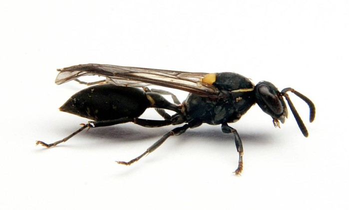Estudo mostra como veneno de vespa brasileira pode matar células de câncer