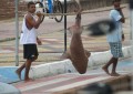 Tubarão é capturado na Praia de Cabo Branco, em João Pessoa