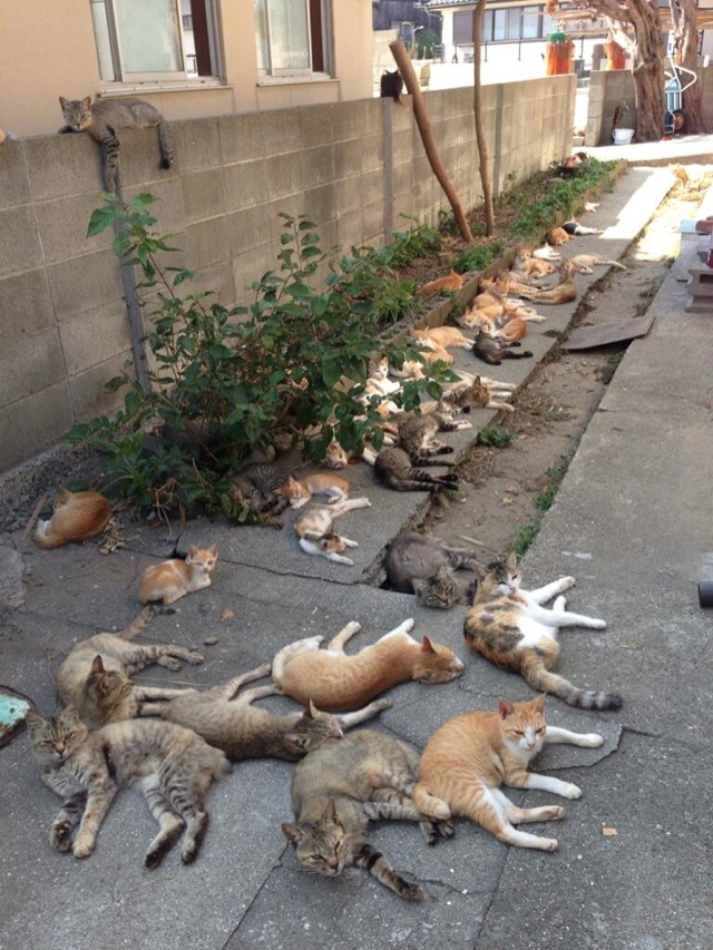 Ilha no Japão tem mais habitantes gatos que humanos