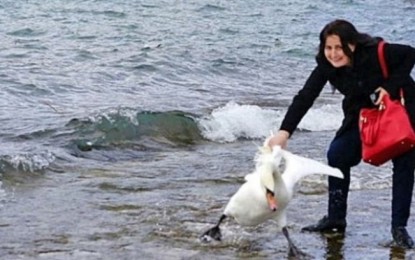 Turista mata cisne ao tentar tirar selfie