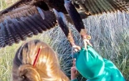 Águia tenta carregar menino durante show em parque na Austrália