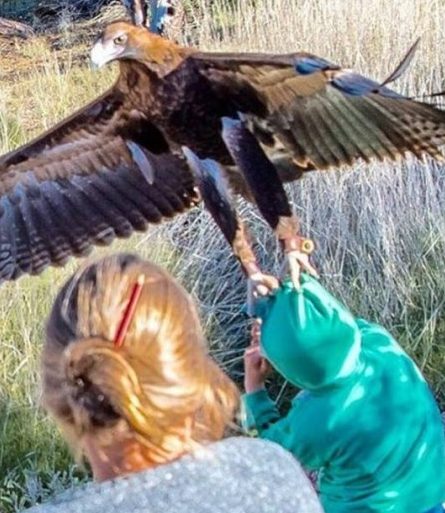 Águia tenta carregar menino durante show em parque na Austrália