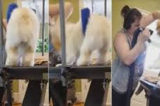 IMAGENS FORTES – Funcionária de pet shop é flagrada maltratando cachorro durante o banho; VÍDEO