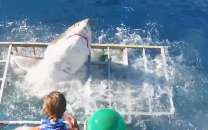 VEJA VÍDEO: Tubarão invade gaiola e mergulhador escapa por pouco