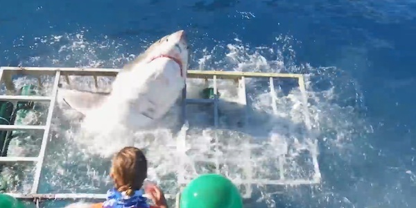 VEJA VÍDEO: Tubarão invade gaiola e mergulhador escapa por pouco