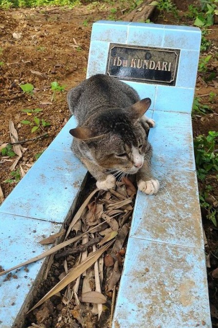 Gata visita todos os dias túmulo da dona que morreu há um ano