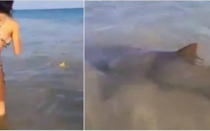 BOATO – Vídeo viral que mostra tubarões não foi feito no Rio; imagens são de Noronha