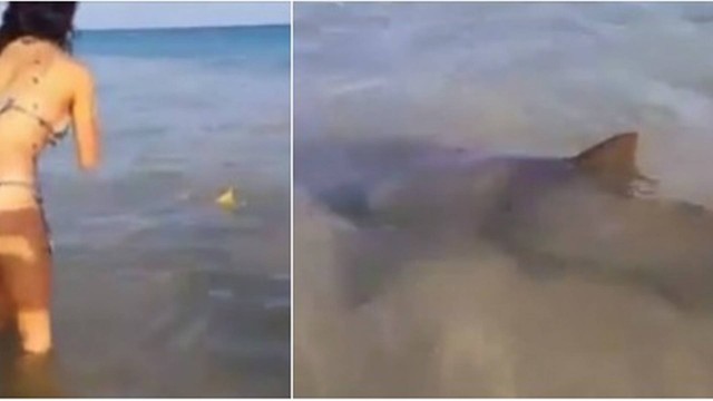 BOATO – Vídeo viral que mostra tubarões não foi feito no Rio; imagens são de Noronha