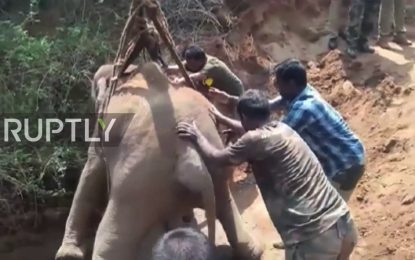 VEJA VÍDEO: Elefante é resgatado após cair em poço de 14 metros de profundidade