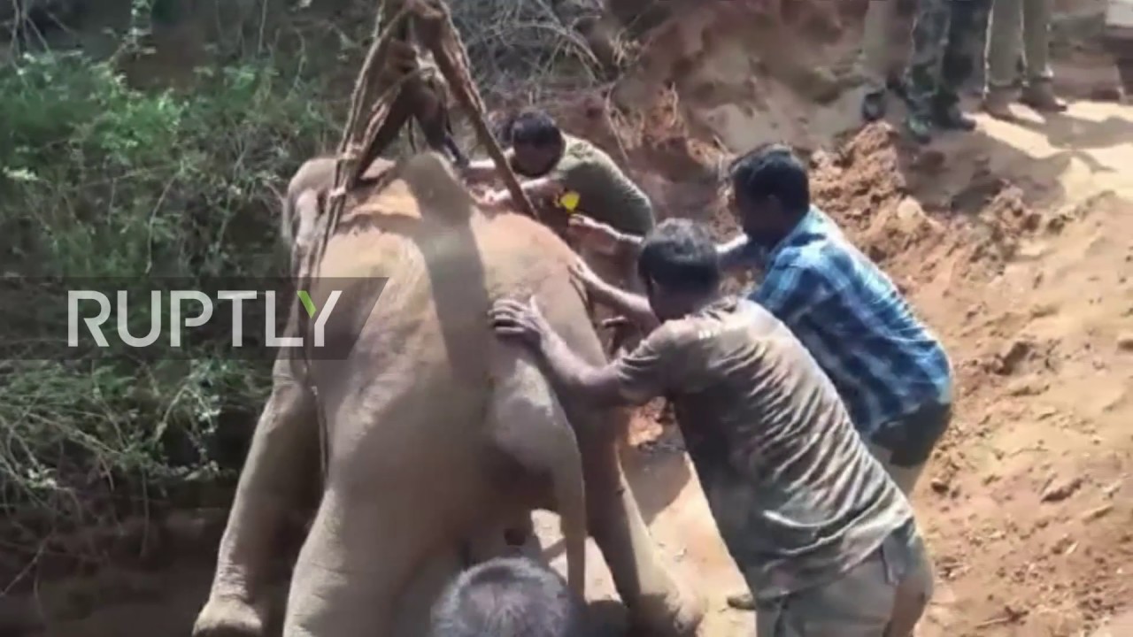 VEJA VÍDEO: Elefante é resgatado após cair em poço de 14 metros de profundidade