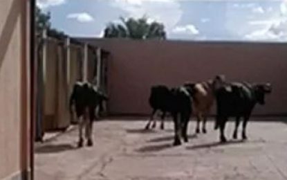 Após acidente, vacas levadas em caminhão vão parar dentro de motel