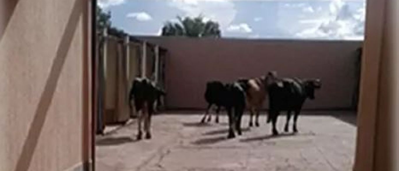 Após acidente, vacas levadas em caminhão vão parar dentro de motel