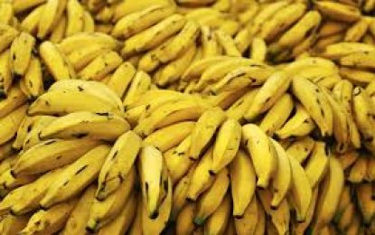 Se você comer duas bananas com manchas marrons por dia durante um mês, é isso que acontece com o seu corpo…