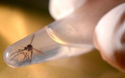 Vacina de zika desenvolvida em parceria entre EUA e Brasil é eficaz em roedor