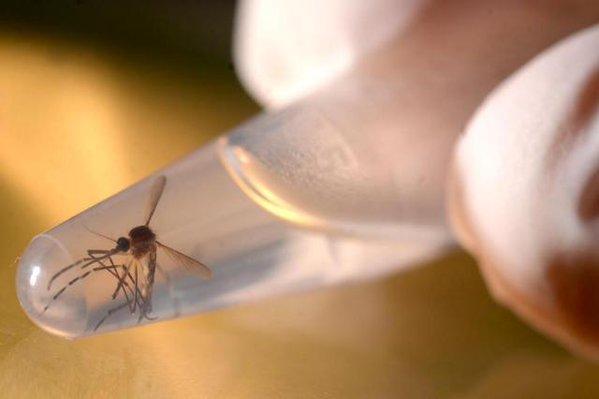 Vacina de zika desenvolvida em parceria entre EUA e Brasil é eficaz em roedor