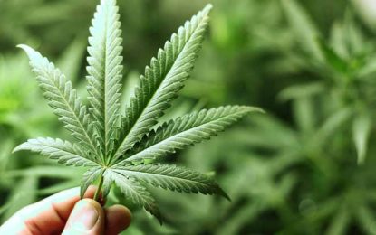 Anvisa inclui maconha como planta medicinal