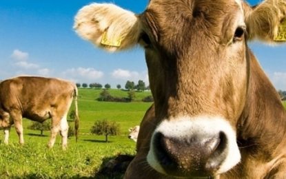 SURPREENDENTE: Norte-americanos acreditam que achocolatado vem de vacas marrons