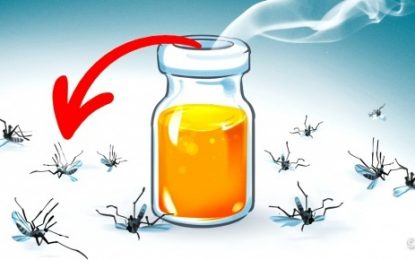9 aromas que afugentam os mosquitos