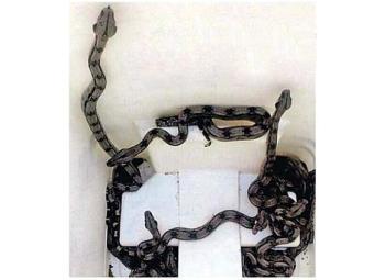 Mais de 300 cobras foram apreendidas em João Pessoa e região pelo Batalhão Ambiental