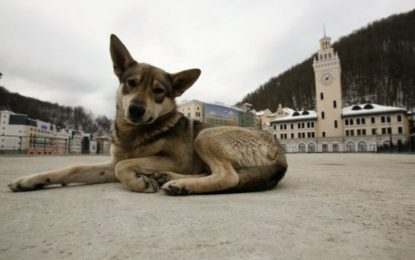 Rússia extermina cachorros de rua antes da Copa para “limpar” as cidades
