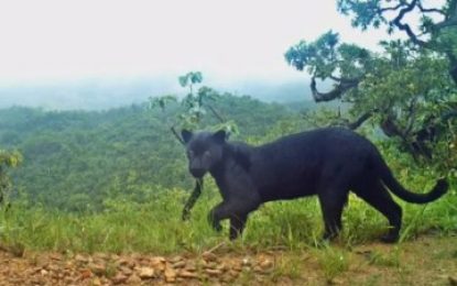 Biólogos registram rara imagem de ‘pantera negra’ que não era vista há 3 anos