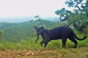 Biólogos registram rara imagem de ‘pantera negra’ que não era vista há 3 anos