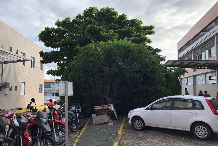 Árvore cai no estacionamento do Hospital Napoleão Laureano, em João Pessoa