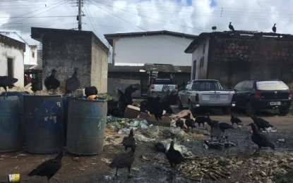 Prefeita de Mamanguape gasta R$ 10 milhões com coleta de lixo em dois anos, mas cidade continua suja