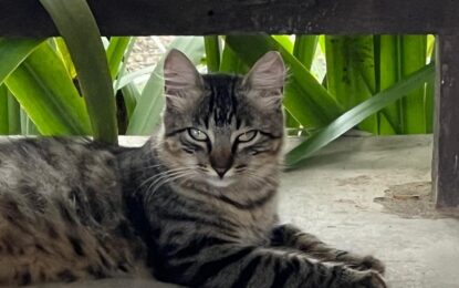 Conscientização contra abandono, incentivo à adoção e castração de pets são primordiais à política animal